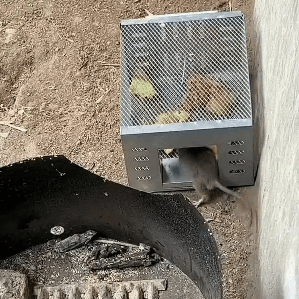 Biztonságos Egérfogó Karám