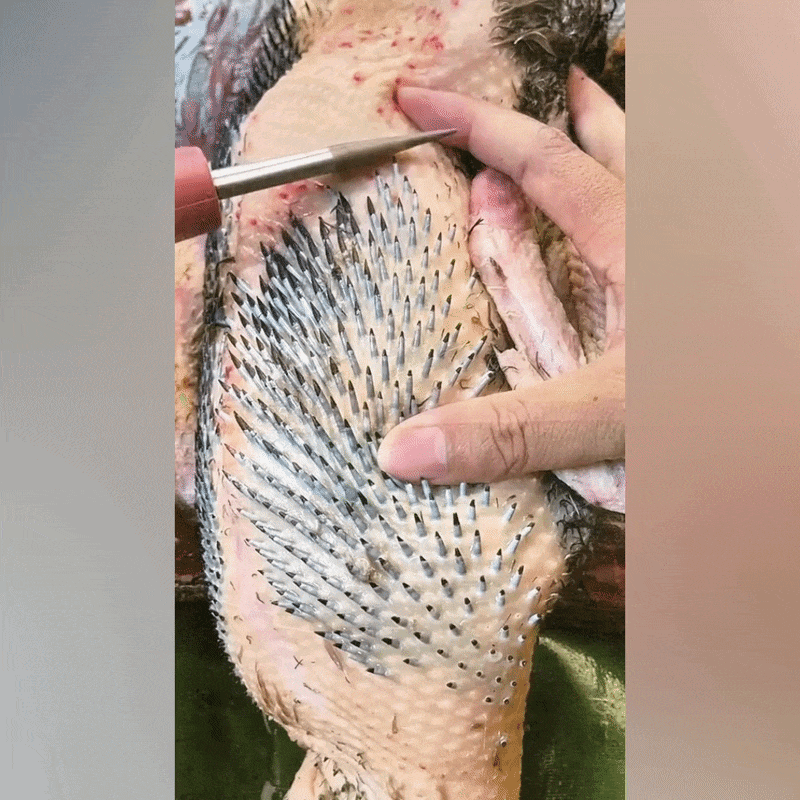 Elektromos tollfosztó gép