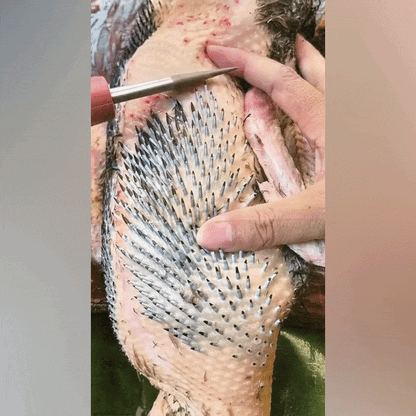 Elektromos tollfosztó gép